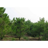 供应油松 栾树、五角枫、银杏、法桐、白蜡、火炬、杜仲、合欢