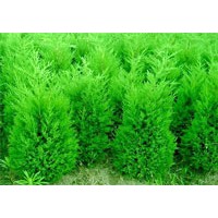 主要生产苗木的类型有：花灌木类、常绿类、草本花卉、藤本类、落