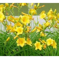 供应丛生福禄考，地被菊、荷兰菊、金娃娃萱草、大花萱草，白玉簪