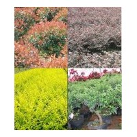 绿化工程苗木配送：红花继木 红叶石楠 金森女贞等