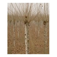 供应章丘国槐 法桐 白蜡