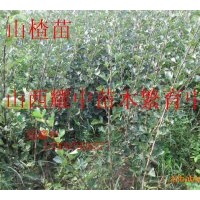 供应臭椿苗.栾树苗.钙果苗. 核桃苗、山楂苗、