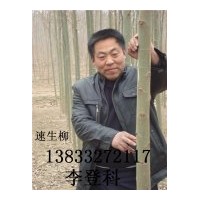 大量供应速生柳、垂柳、馒头柳、火炬树等绿化苗木