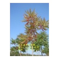 供应10公分火炬树价格