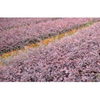 大量提供红叶石楠、红花继木、毛鹃、金森女贞、茶梅等