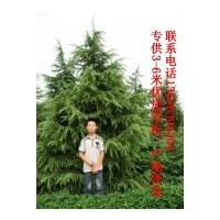 供应3-5米优质雪松