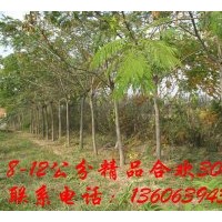 供应8-12公分合欢