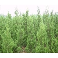 滁州成昊苗木基地 注：蜀桧小苗量大！