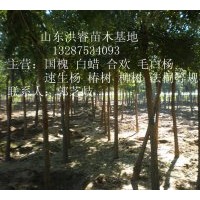 供应8-12公分国槐1-3年冒3500棵