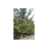 低价直销银杏绿化苗木