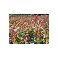 供应黄杨，冬青，卫矛，湖芳腾