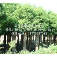 供应8公分香樟|10公分香樟|12公分香樟|15公分香樟价格