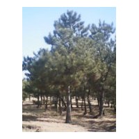 供应油松，平顶松，尖松