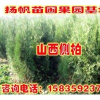 供应侧柏 1--5米侧柏