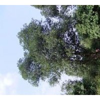 常年供应各种规格的大桂花4-10米篷