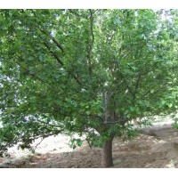 供应八棱海棠树