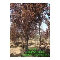 安徽肥西绿化苗木供应 红叶李 合欢和桂花等