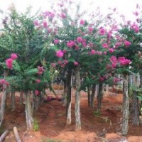 大量供应地径4-6公分罗汉松 紫薇绿化苗木