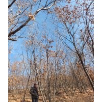 供应蒙古栎，丛生蒙古栎，蒙古栎价格，蒙古栎图片