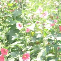 霸州李征苗圃 金娃娃】【萱草】【连翘