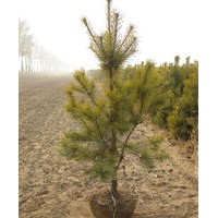 出售樟子松定植带土球树苗