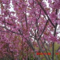 供应各规格樱花。紫薇工程苗小苗