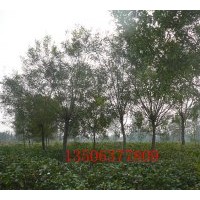 白蜡、白蜡闷子.柳树、榆树.国槐