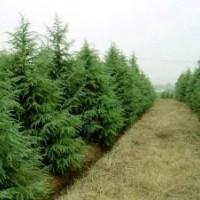 南京维华苗圃《》《雪松基地直销雪松》