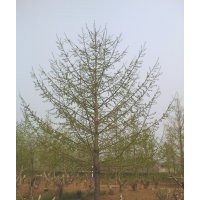 银杏树销售银杏树小苗销售