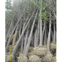 供应1-50公分银杏树