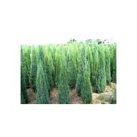 长期供应信诚雪松 蜀桧 玉兰 马褂木等