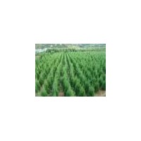 供应国槐 冬青 侧柏 油松 白皮松