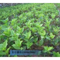 供应扦插苗，紫叶稠李