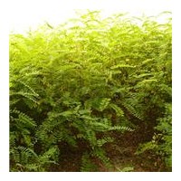 供应河北优质火炬树