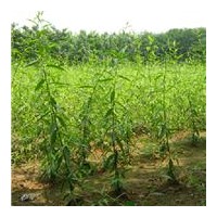 出售速生柳|垂柳|河北柳树|优质柳树|保定柳树基地