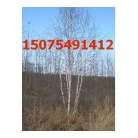 出售白桦树，丛生白桦树 油松,黑松，云杉,五角枫