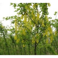 供应小区绿化树，彩叶树：金叶复叶槭