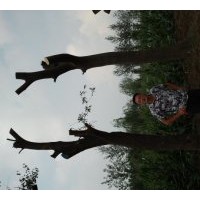 供应皂角，黄连木，国槐，乌桕，枫杨等大树