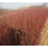 基地直销特供扶芳藤.卫矛.金叶女贞 紫荆,火棘.木槿、法青.樱花