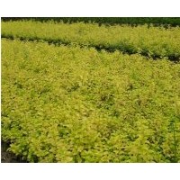 供应金叶女贞、金叶女贞球、优质金叶女贞