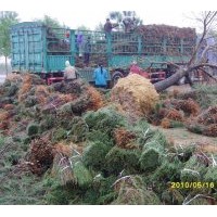 供应耐盐碱乔灌木:美国竹柳 侧柏 造型白蜡 合欢 紫叶李 苦楝 杜