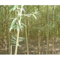 供应速生柳 火炬树