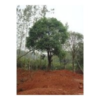 独本大桂花（断根苗） 价格：70000元