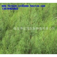 供应柏木苗木，璎珞柏，垂柏，川柏