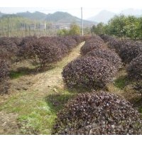 红花继木 红叶石楠 美国红枫 低价直销