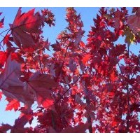 供应进口林木种子美国红枫，北美枫香，蓝杉，加拿大紫荆，挪威槭