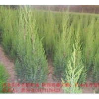 供应刺柏