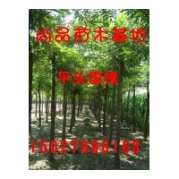 低价供应国槐、金枝槐等绿化苗木