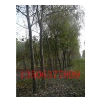 供应柳树20公分柳树30公分 柳树基地