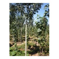 低价供应1-40公分毛白杨 可裸根 可带球